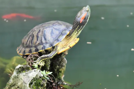 乌龟天冷了需要放水吗