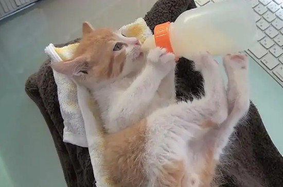 小猫不张嘴不吃奶咋办