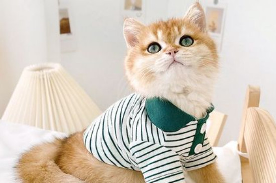 猫咪冬天怕冷吗需要穿衣服吗