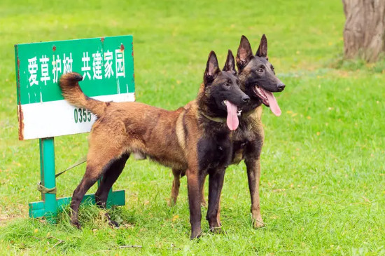 马犬咬人吗