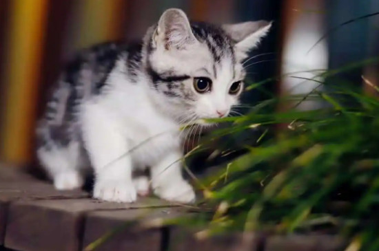 猫咪快生产的症状表现