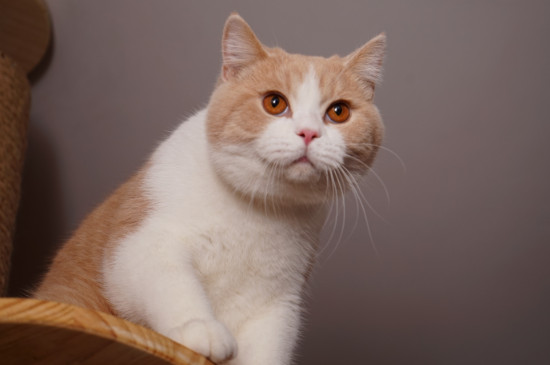 猫在床上拉尿什么原因