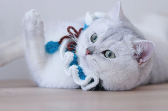 猫在床上拉尿什么原因