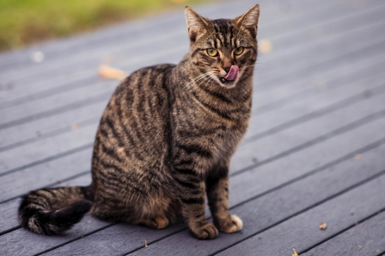 狸花猫能长多大