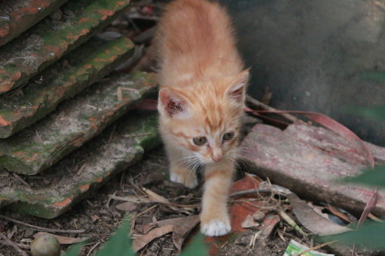 狸花猫能长多大