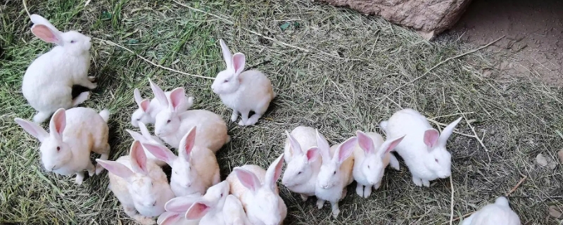 兔子多久繁殖一窝