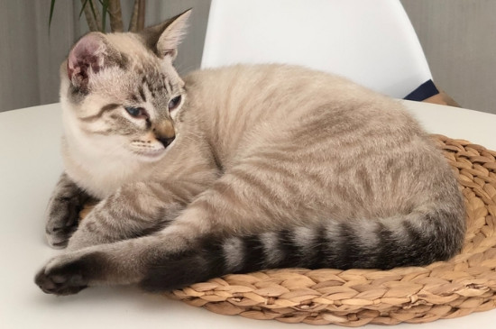 猫漏尿是因为什么原因