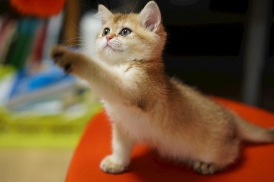 猫发出呼噜声是什么意思