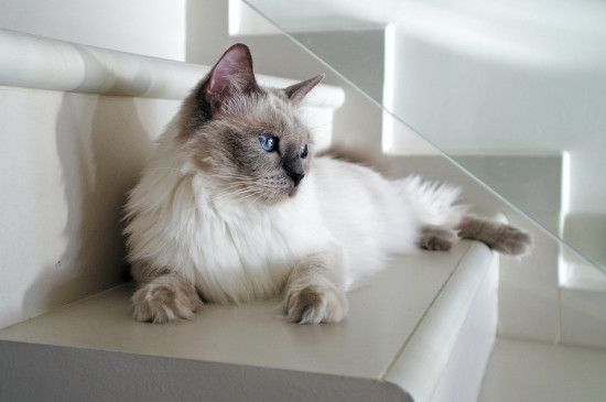 猫发出呼噜声是什么意思