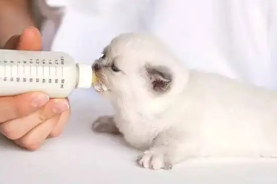 猫多久断奶