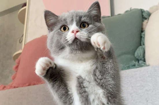 给猫剪指甲剪出血了怎么办