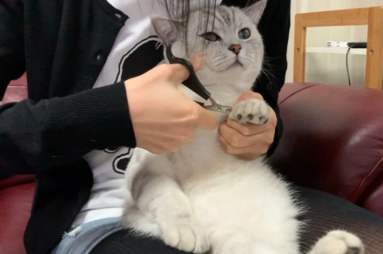 给猫剪指甲剪出血了怎么办