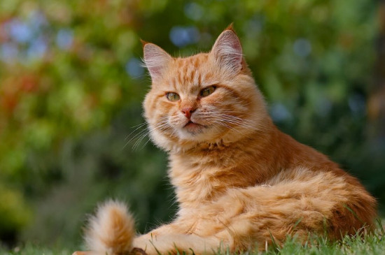 猫剪指甲技巧