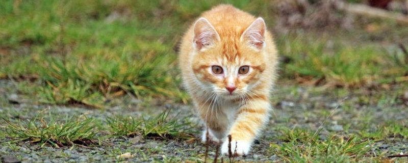 猫剪指甲技巧