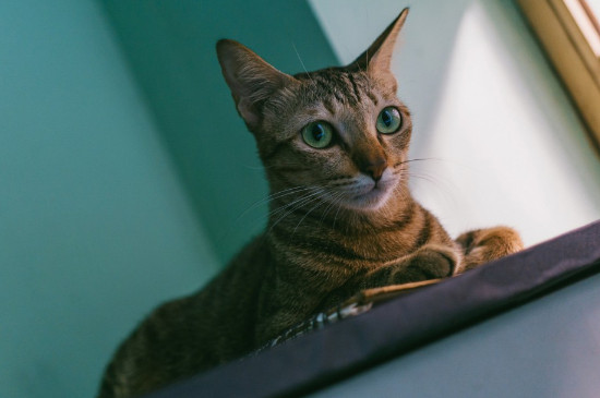 猫咪饿了的表现
