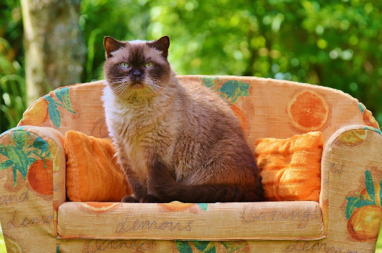 猫咪饿了的表现