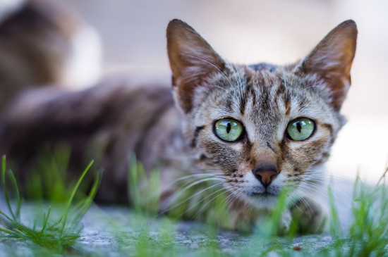 猫吃多了会不会拉稀