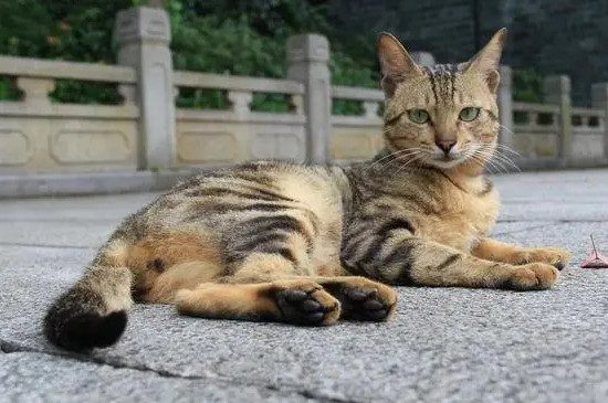 猫吃多了会不会拉稀