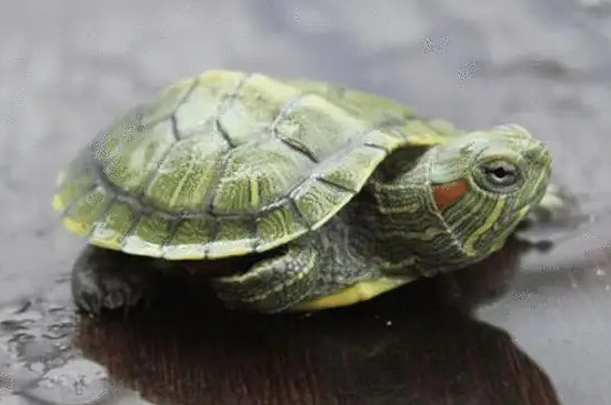 巴西龟的生活习性
