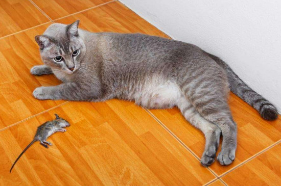 猫天生会抓老鼠吗
