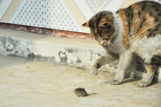 猫天生会抓老鼠吗