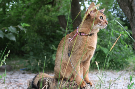 猫绝育几天恢复正常