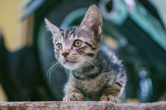 猫绝育几天恢复正常