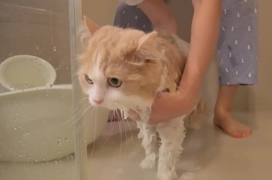 猫咪多大能洗澡