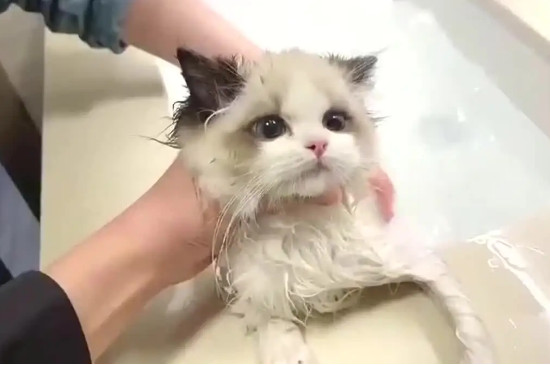 猫咪多大能洗澡