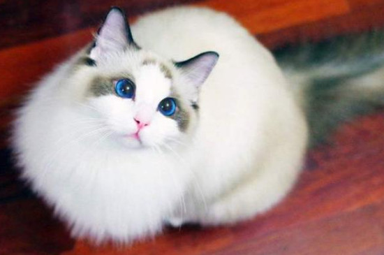 布偶​猫的寿命