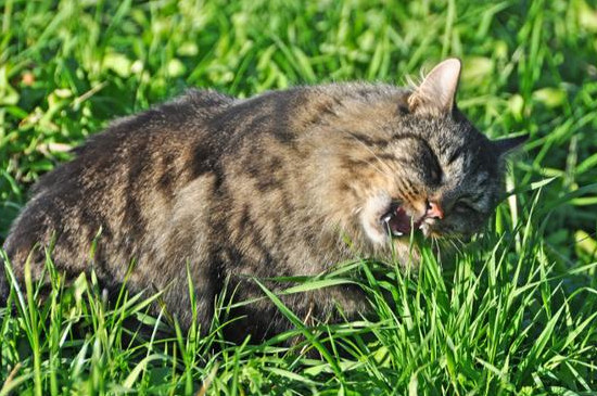 猫吃草呕吐是怎么回事