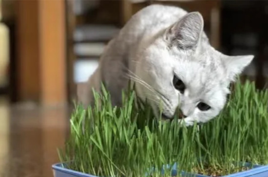 猫吃草呕吐是怎么回事