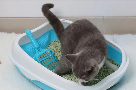 猫不在猫砂里拉屎怎么办