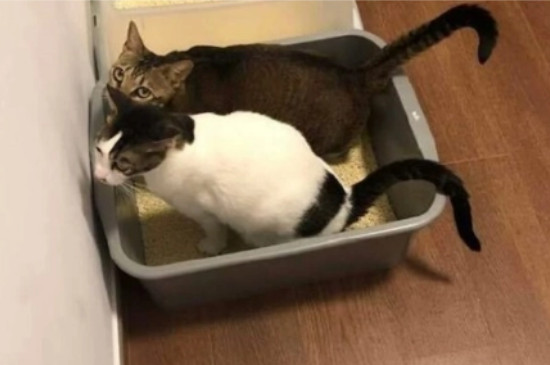 猫不在猫砂里拉屎怎么办