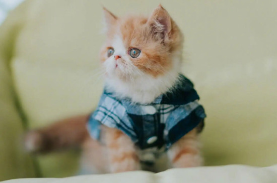 猫闻橘子皮会死吗