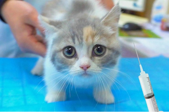 小猫几个月可以驱虫