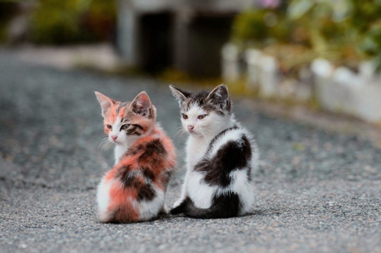 如何判断一只猫咪多大了