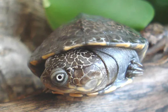 西非侧颈龟是深水龟吗