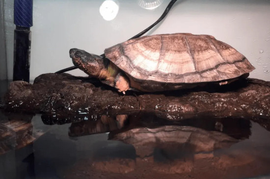 西非侧颈龟是深水龟吗