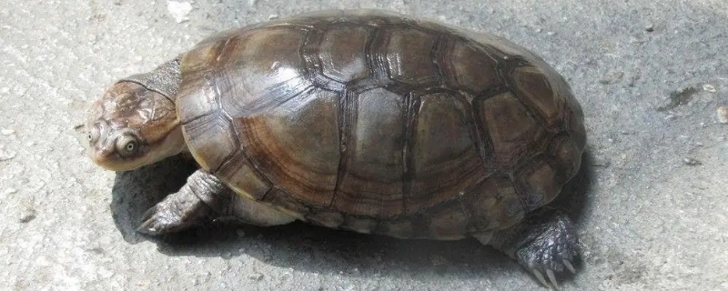 西非侧颈龟是深水龟吗