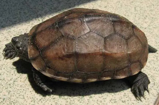 龟冬眠注意事项