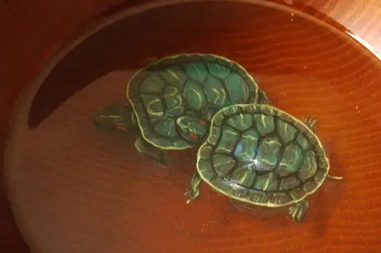 龟冬眠注意事项