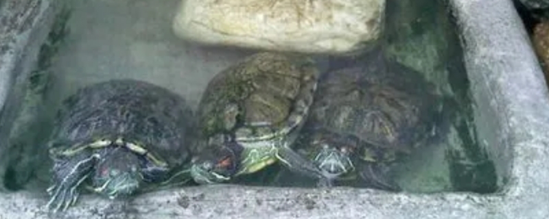 龟冬眠注意事项