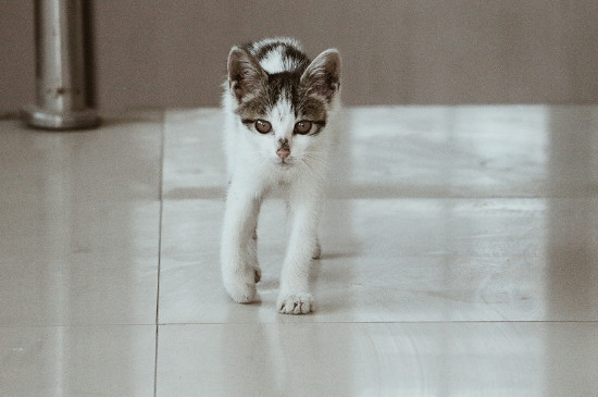 一个月猫咪怎么喂食