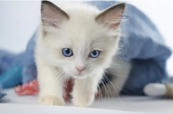 一个月猫咪怎么喂食