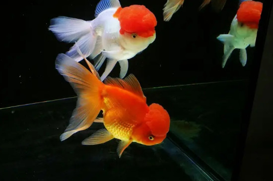 养金鱼的水有什么要求