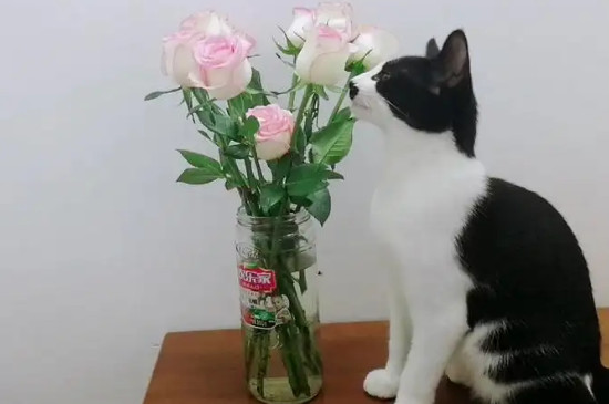 玫瑰对猫咪有害吗