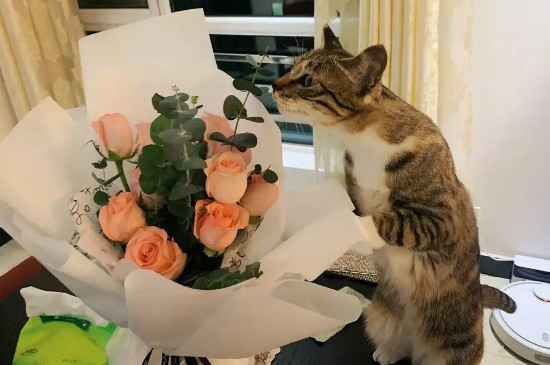玫瑰对猫咪有害吗