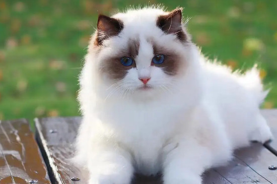 小猫眼睛睁不开是怎么回事