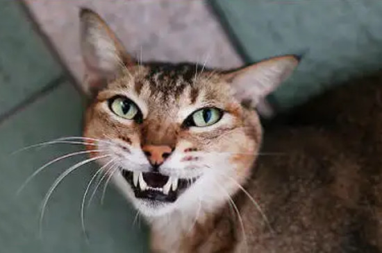 猫咪会换牙吗